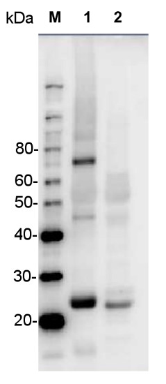 western blot using anti-ZEP antibodies